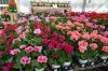 Wilmot Garden Club to host Annual Plant Sale