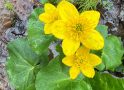 Wandering the Forest Reveals Hidden Marsh Marigolds