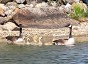Canada Geese with their Goslings on Highland Lake