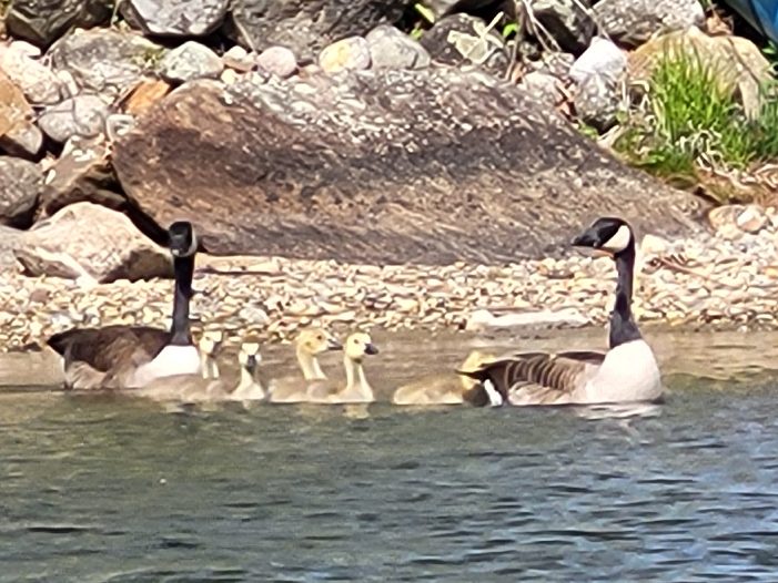 Canada Geese with their Goslings on Highland Lake