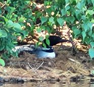 The Loons Are Nesting Again