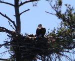 Highland Lake Loon Update