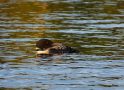 Loon on Highland Lake in Early July