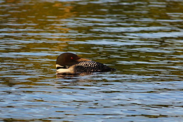Loon on Highland Lake in Early July