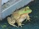 Stowaway Bull Frog Hops a Ride on Paddle Boat