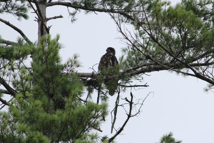 Highland Lake Resident Updates Readers on Wildlife Sightings