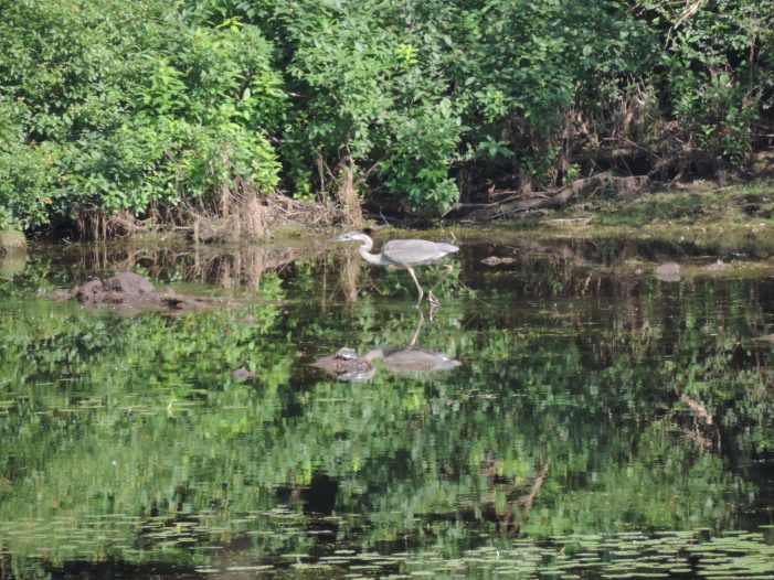 Great Blue Heron Rests in Potter Place Pond