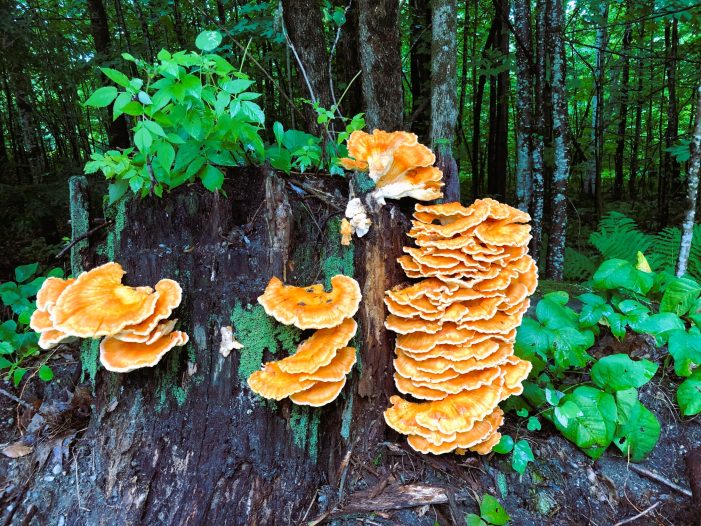 Chicken-of-the-Woods Mushroom Clump Creates Colorful Sight