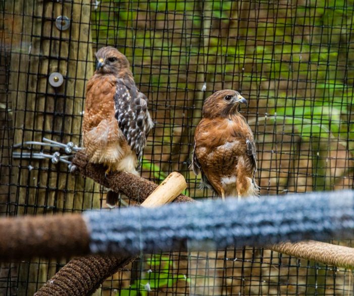 Squam Lakes Science Center Comes to Salisbury Library