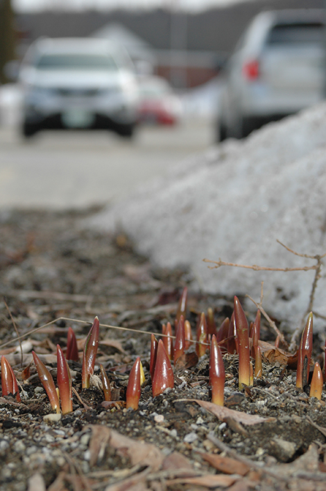 Take Heart! The First Tulips Have Sprouted!