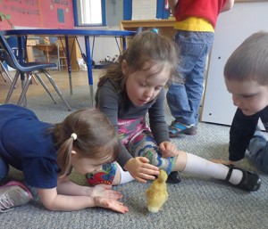 Ada Grotnes, Asa Gilman, and Liam Fecteau play with Shivery, our first duck to hatch. Photo and caption: Elizabeth Janvrin