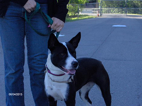 Franklin Animal Shelter Pet of the Month: Jazzy