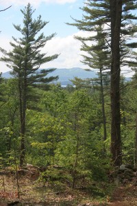 The Phillips Preserve in New London protects 71 acres on Otter Pond and Otter Pond Brook in New London. Photo: Andy Deegan