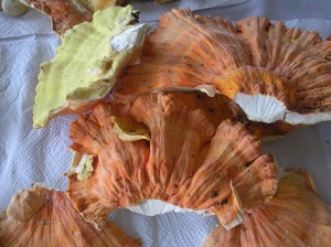 Chicken mushrooms have the taste and consistency of chicken and are easy to identify. Photo: Lee Carvalho