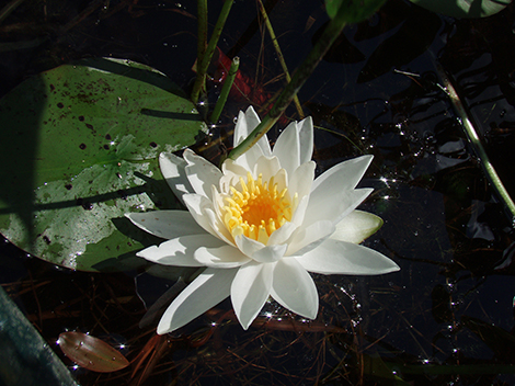 Wonders Await in Town Beach Pond