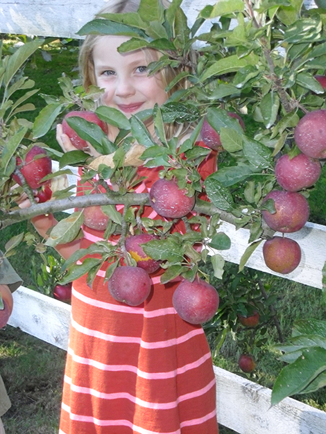 Helen Armstrong was nearly overwhelmed with the number of apples on one bough during the annual AppleFest Weekend at Highland Lake Apple Farm this year. Photo: Mary Lloyd-Evans