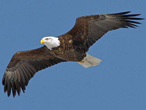 Bald Eagles Seen in the Andover Area