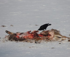 Residents have been watching the wildlife feast on a deer carcass on Pleasant Lake in New London. Photo: Lee Carvalho