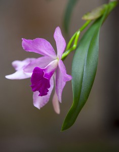 Purple Orchid, a photo by Jay Fitzpatrick