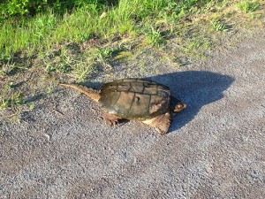 Derek Mansell photographed this baby snapping turtle along the Rail Trail in May.