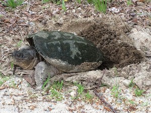 Peter Southworth watched this female snapper laying her eggs along the Rail Trail in June. Josh Norris biked past the same place a couple of days later and reported that the nest had been dug up and emptied.