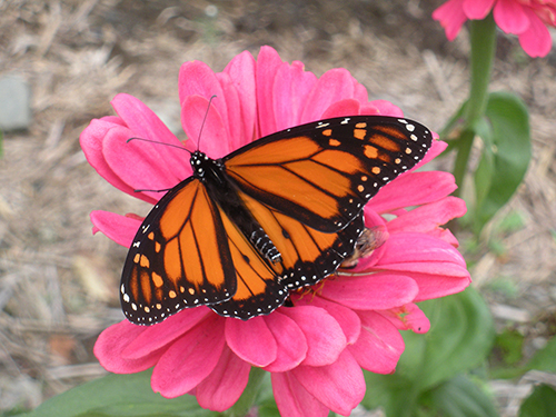 Four Minutes from Caterpillar to Cocoon