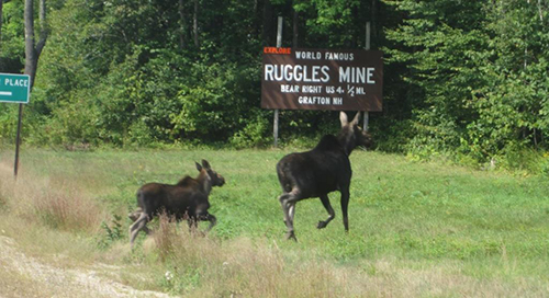 Helping Wildlife Adapt to Climate Change