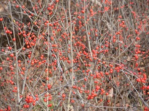 Winterberry.