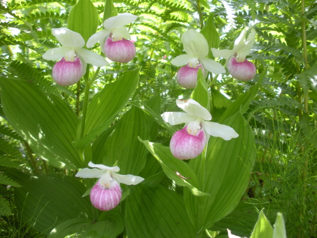 It’s Spring! Flowers Everywhere, and the Loons are Back