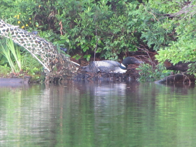 Loon Update: June 17, 2015