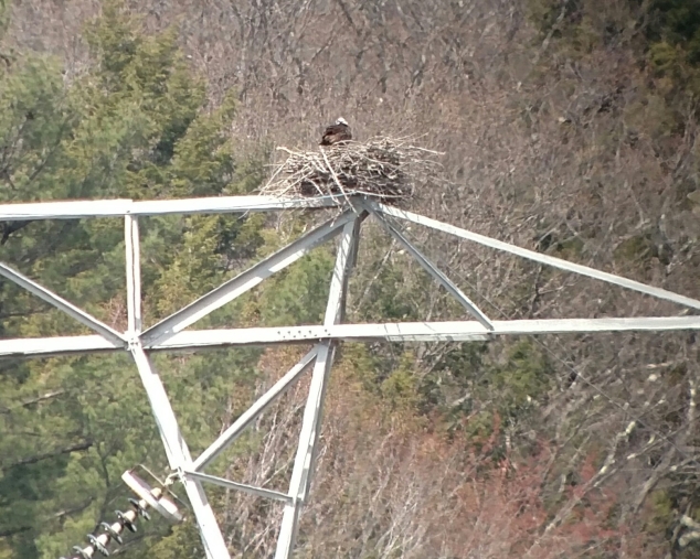 Andover Naturally: Raptors at Bradley Lake