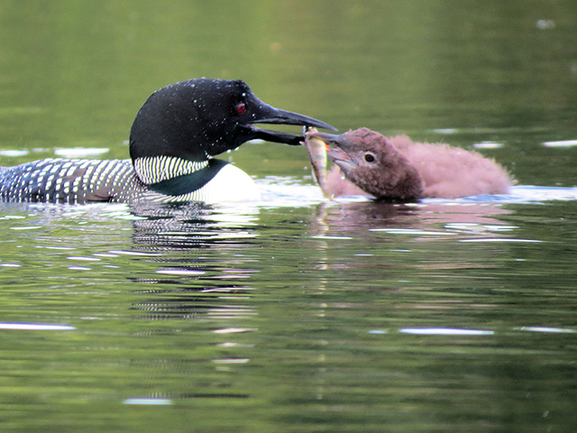 Loons on Bradley and Highland Lakes This Summer