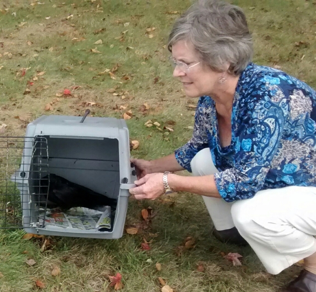 Rescued Crow is Back With Its Flock