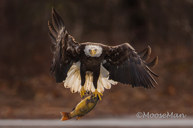 Eagle Makes Off with Ice Fisherman’s Catch