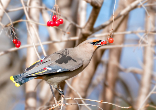 Andover Naturally: New England Invaded by Bohemian Waxwings