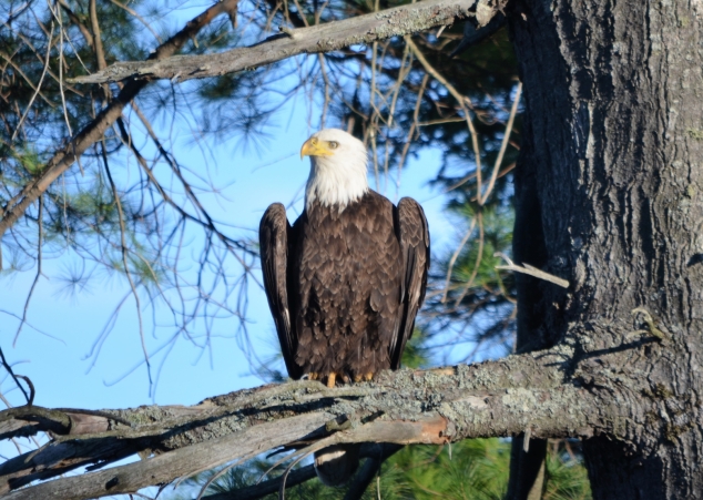 The Highland Lake Eagle