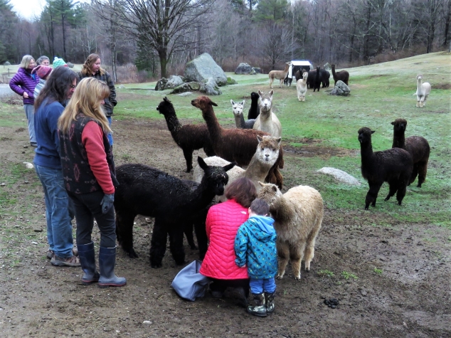 Alpacas, Anyone?