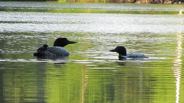 Loon Update