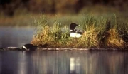 Early 2018 Loon Deaths from Lead Poisoning Prompt Message About Toxic Fishing Tackle