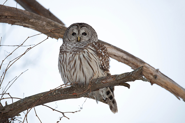 Barred Owl Seen on Neighborhood Watch