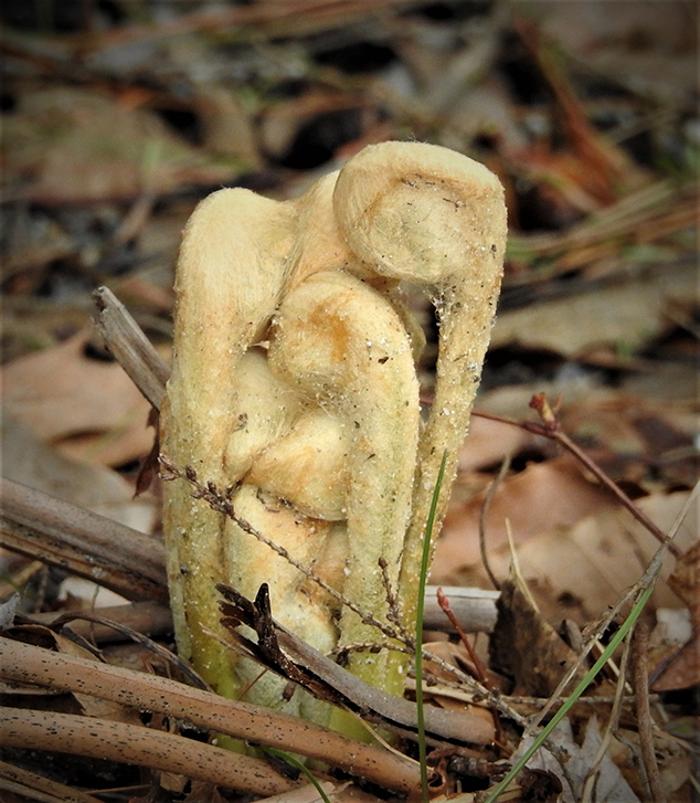 Fiddlehead Ferns