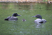 Two Chicks Hatched & Persisting