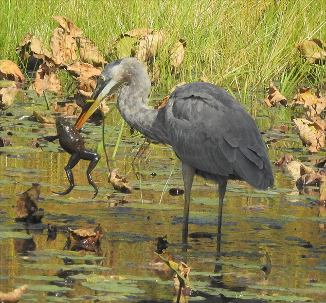 Great Blue Heron Catches a Meal