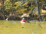 Toxic bacteria in Hopkins Pond