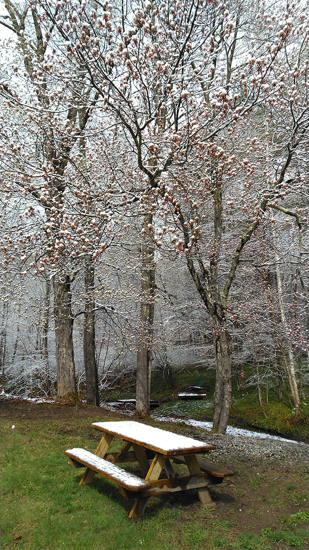 A Final Spring Snow Coats the Blossoming Trees in May