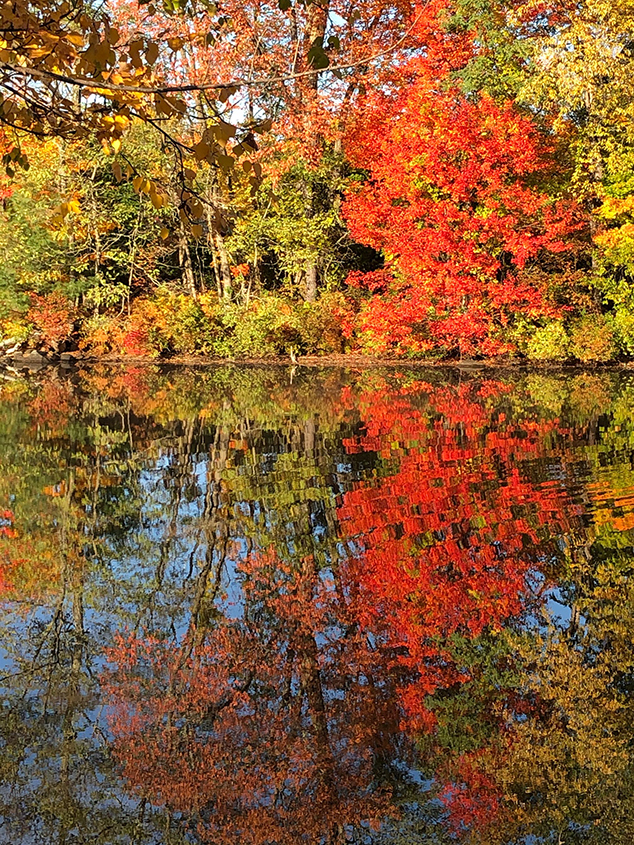 A Lone Heron Stands Amidst the Colorful Foliage of Highland  Lake