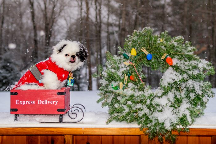 Andover Resident’s Dog Shows Holiday Cheer