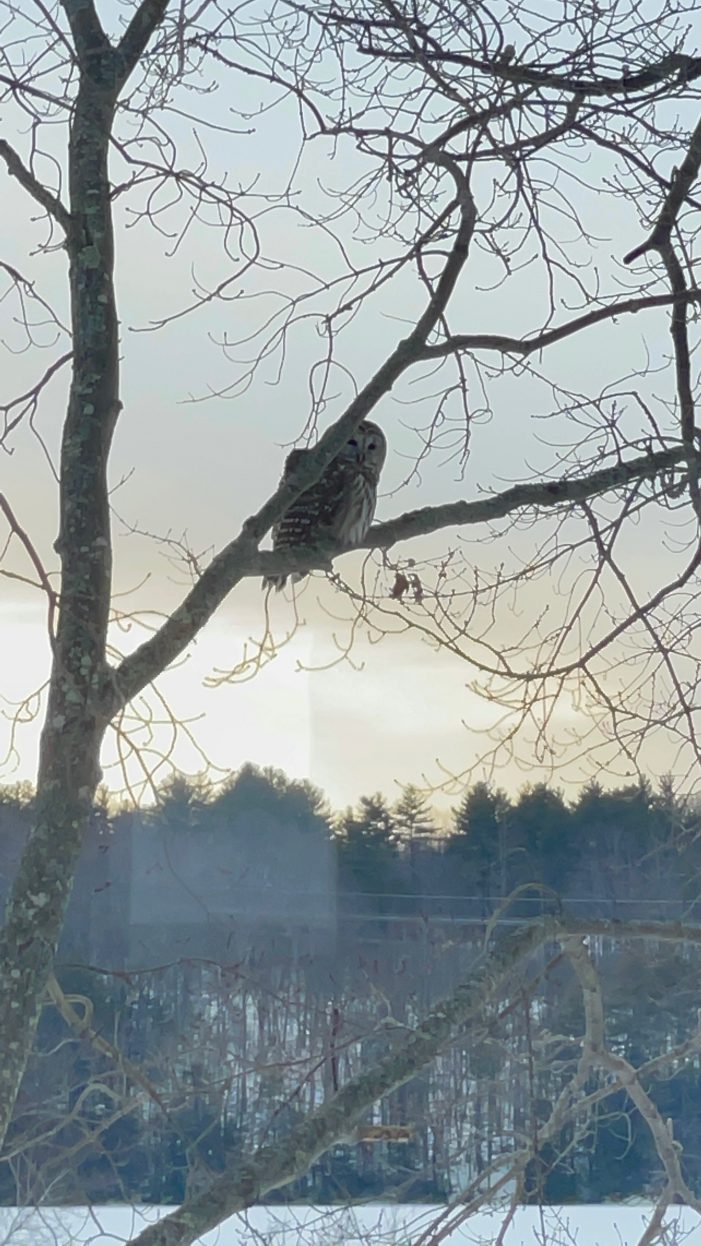 Barred Owl Caught on Camera While Resting in Tree