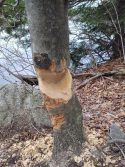 Gnawed Tree Shows Beavers are Hard at Work on Bradley Lake