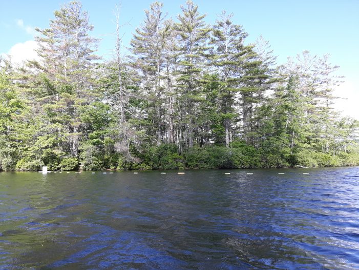 Highland Lake Loons are Nesting in a Safer Spot This Year